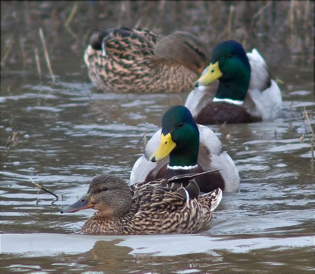 Ànec collverd (Anas platyrhynchos)