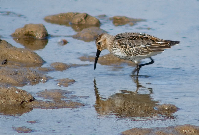 Territ bec-Llarg (Calidris ferruginea)