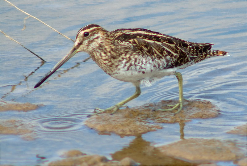 Becadell comú (Gallinago gallinago)