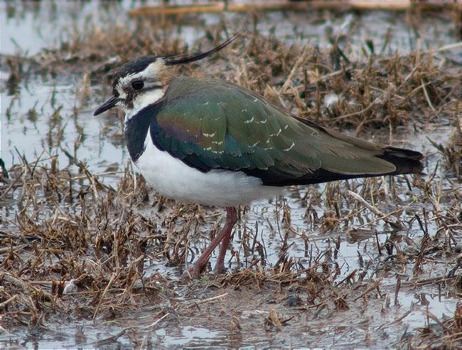 Fredeluga (Vanellus vanellus)