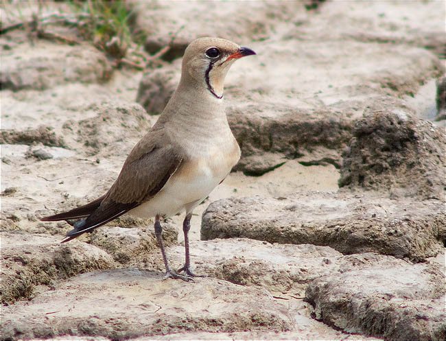 Perdiu de mar (Glareola pratincola)