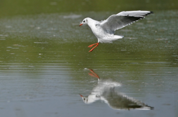 Gaviota