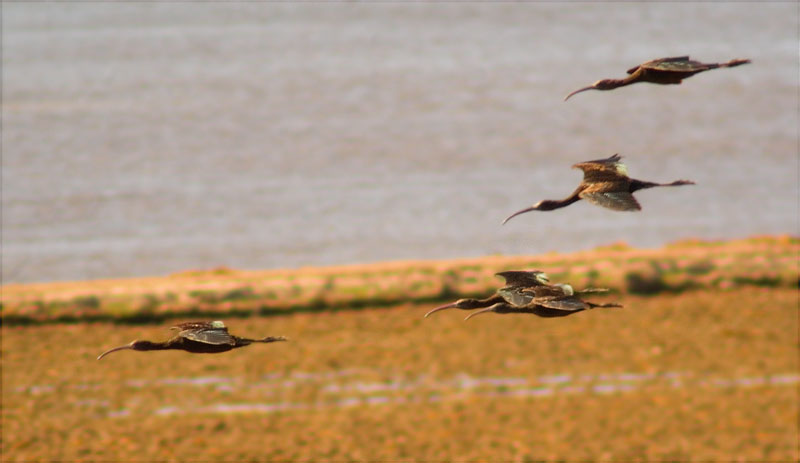 Capons reial (Plegadis falcinellus) en vol