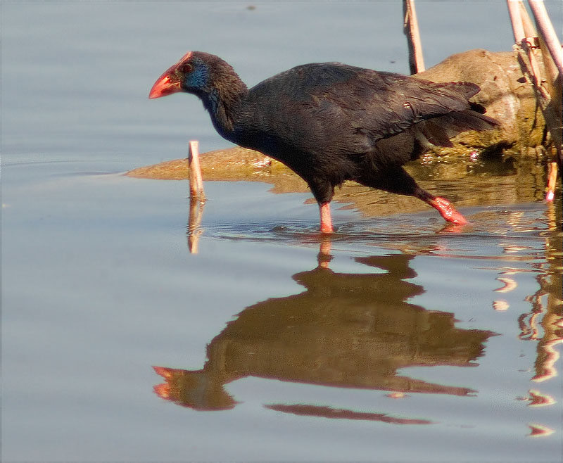 Polla blava (Porphyrio porphyrio)