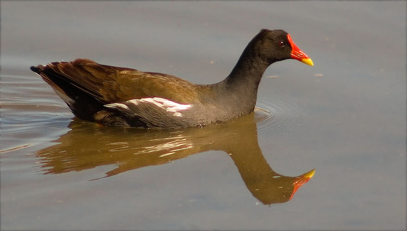 Polla d'aigua (Gallinula chloropus)