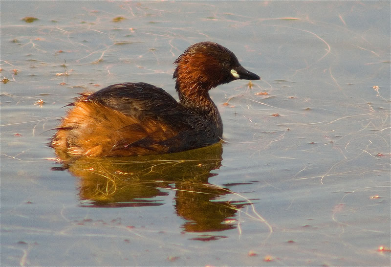 Cabusset (Tachybaptus ruficollis)