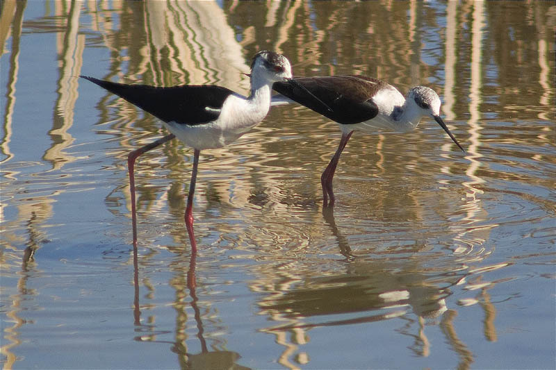 Cames llargues (Himantopus himantopus)