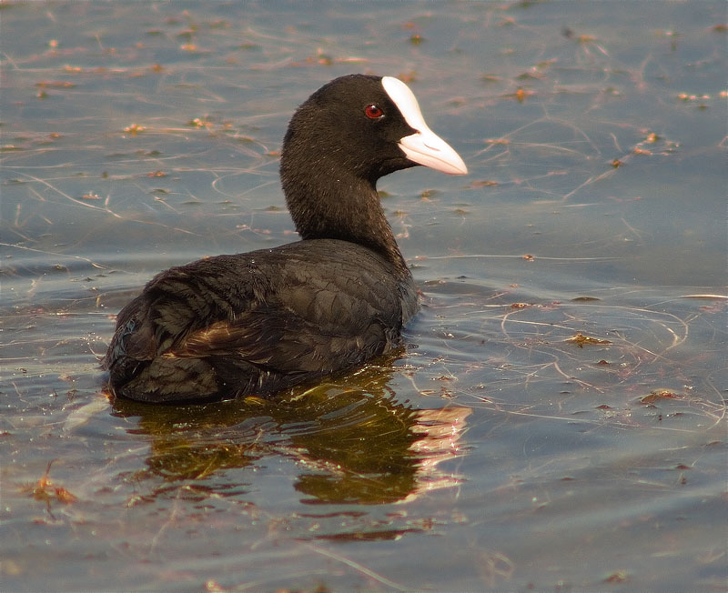 Fotja (Fulica atra)