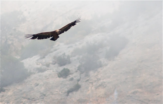 Voltor comú (Gyps fulvus)