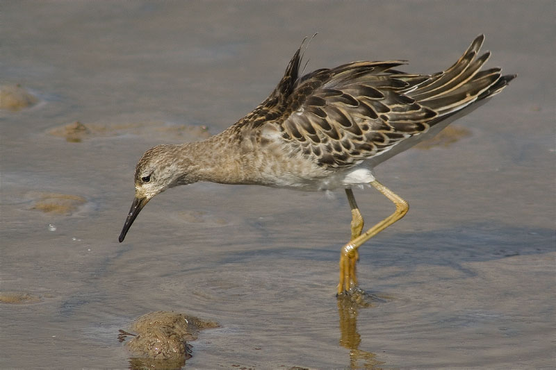 Batallaire (Philomachus pugnax)