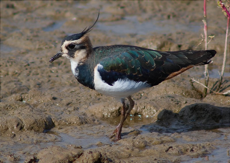 Fredeluga (Vanellus vanellus)