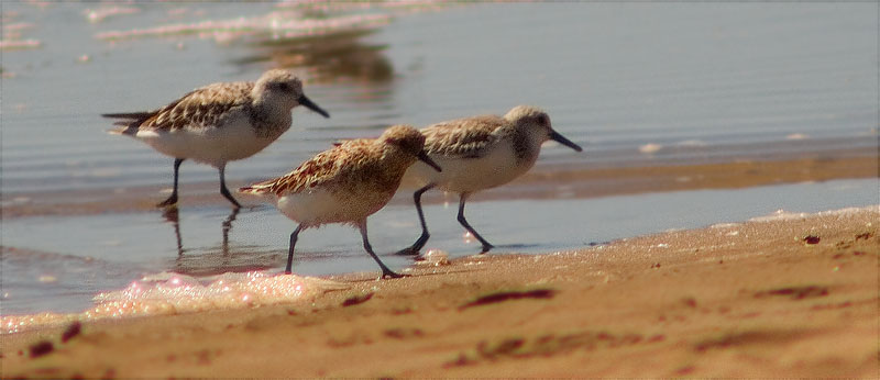 Territ menut (Calidris minuta)