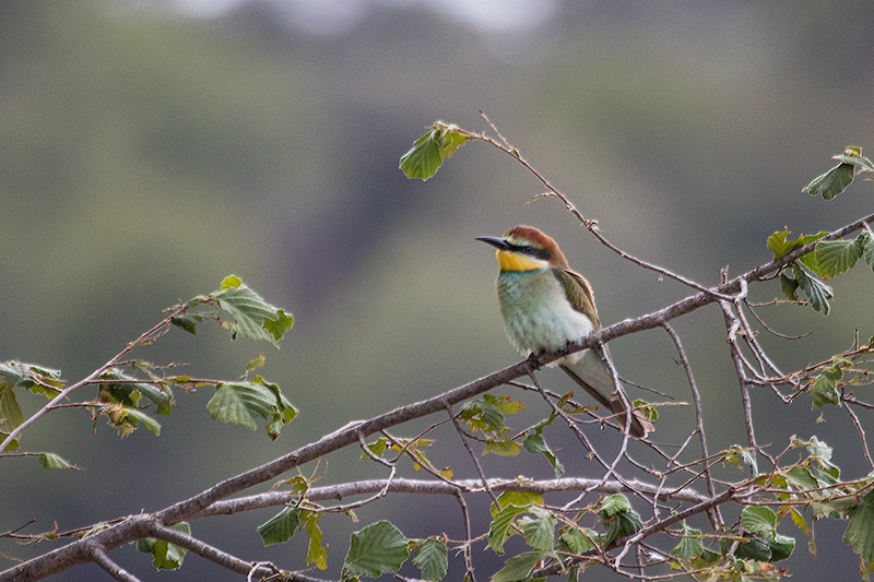 Abellerol (Merops apiaster)