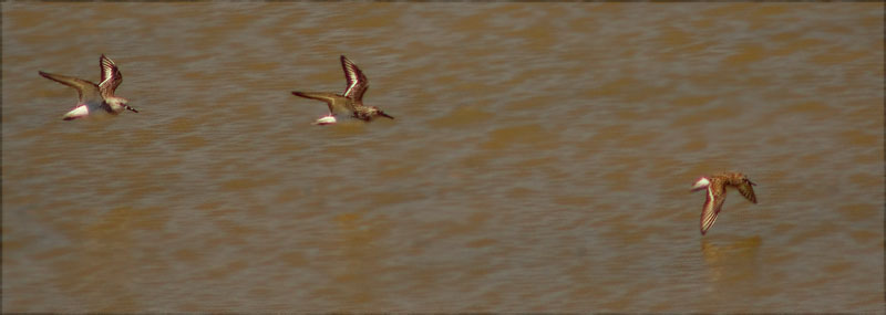 Territ menut (Calidris minuta)