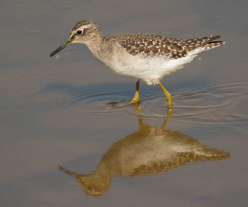 Valona (Tringa glareola)