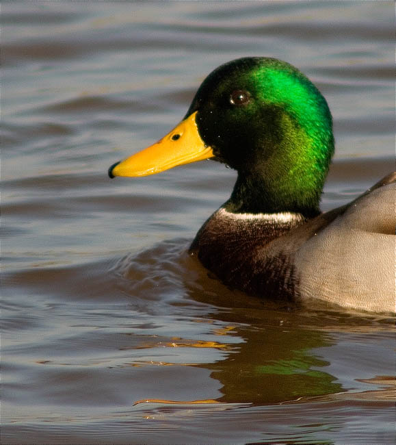 Mascle d'Ànec collverd (Anas platyrhynchos)