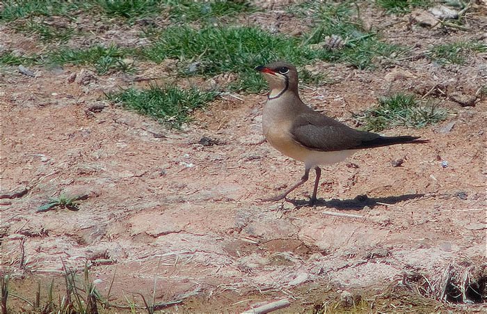 Perdiu de mar (Glareola pratincola)