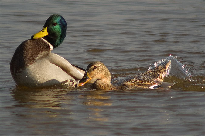 Ànec collverd (Anas platyrhynchos)