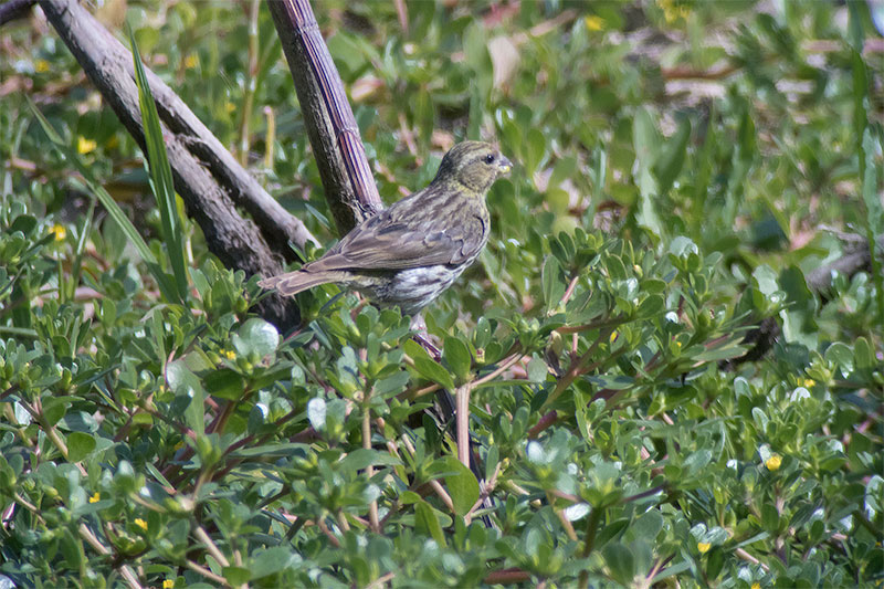 Gafarró. Serinus serinus