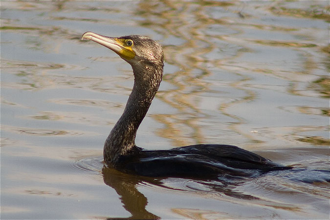 Corb marí gros (Phalacrocorax carbo)