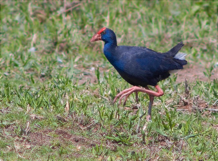 Polla blava (Porphyrio porphyrio)