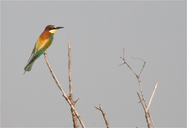 Abellerol (Merops apiaster)