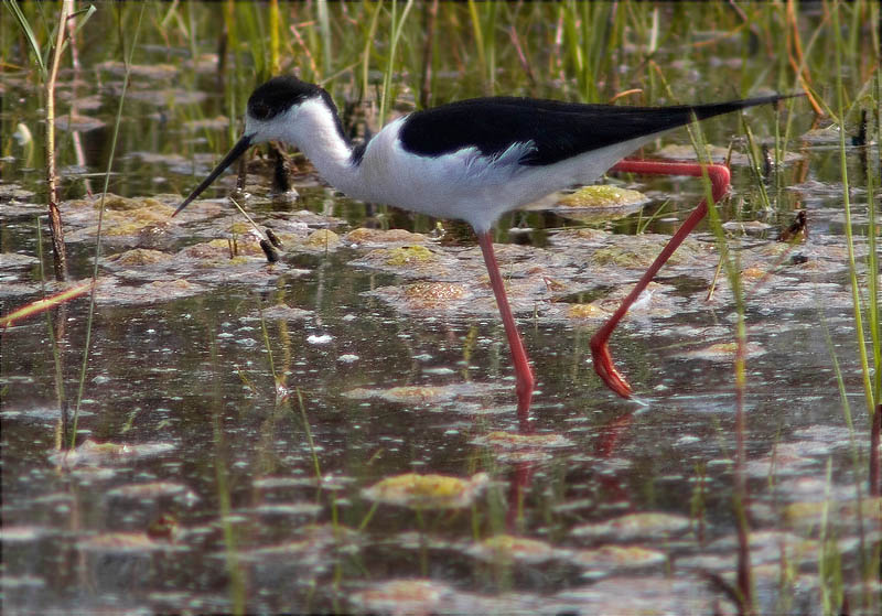 Cames llargues (Himantopus himantopus)