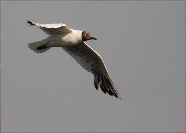 Gavina riallera (Larus ridibundus)