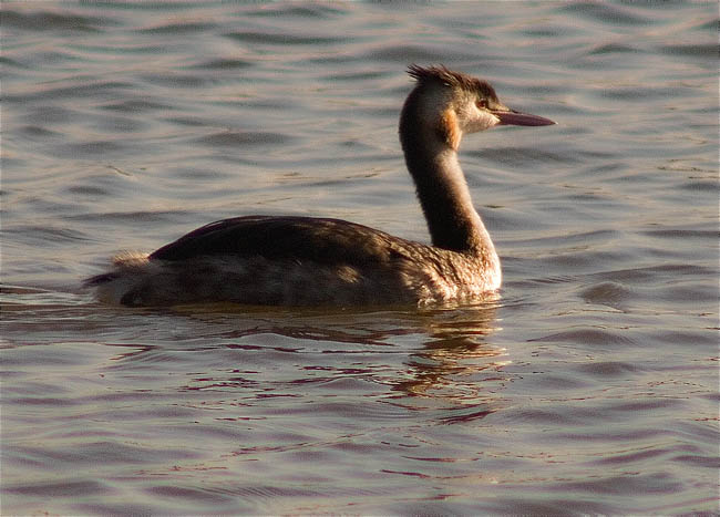 Cabussó emplomallat (Podiceps cristatus)