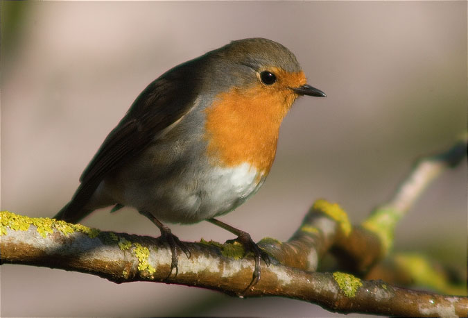 Pit roig (Erithacus rubecola)