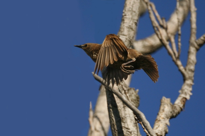Estornino pinto (Sturnus  vulgaris)
