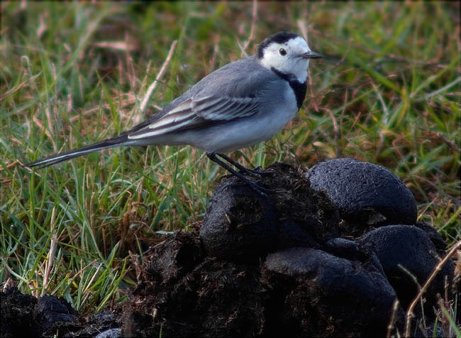 Cuereta blanca vulgar (Motacilla alba)