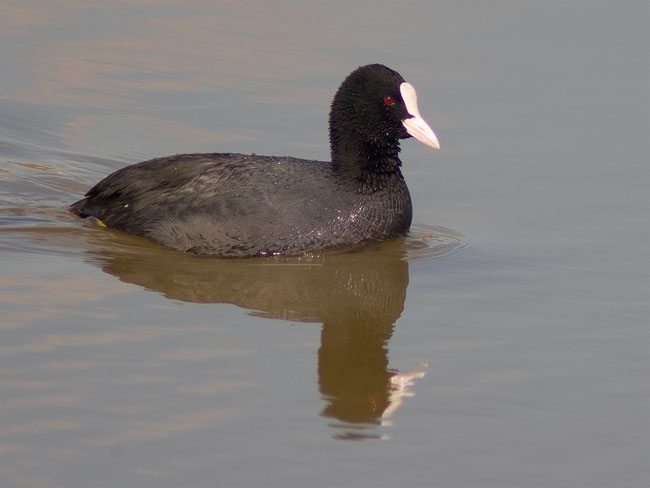 Fotja (Fulica atra)