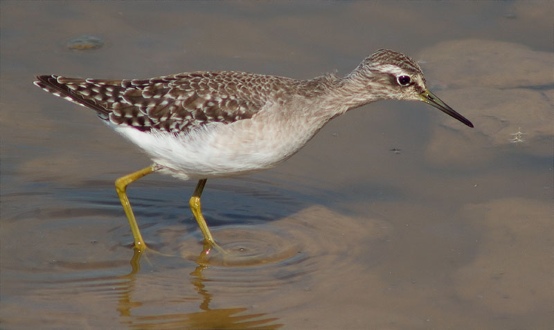 Valona (Tringa glareola)