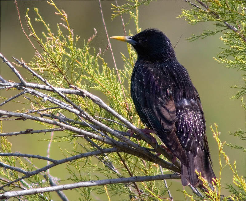 Estornell vulgar (Sturnus vulgaris)