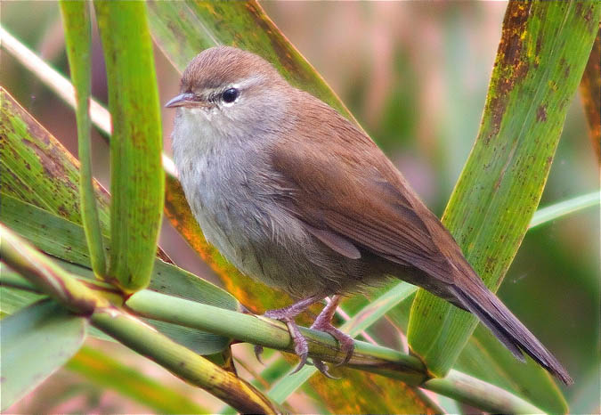 Rossinyol bastard (Cettia cetti)