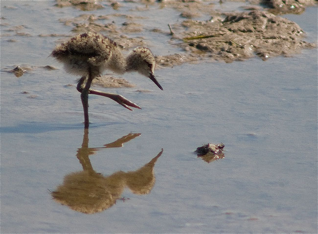 Cames Llargues (Himantopus himantopus)