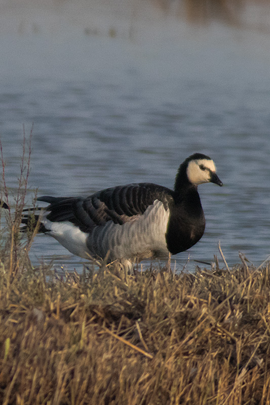 Oca de galta blanca (Branta leucopsis)