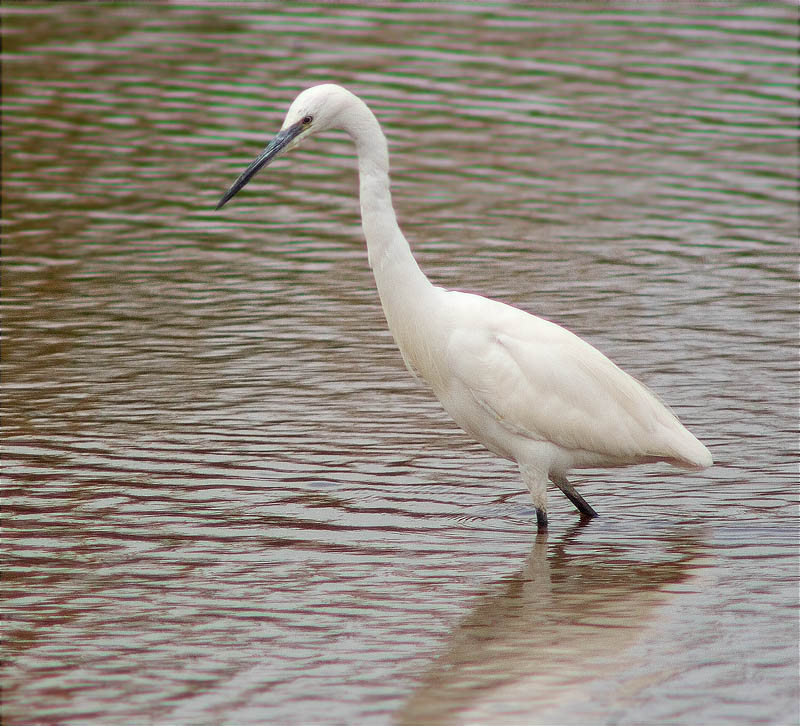 Martinet blanc (Egretta garzetta)