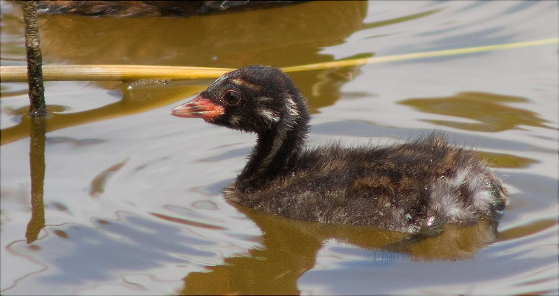 Juvenil de Cabusset (Tachybaptus ruficollis)