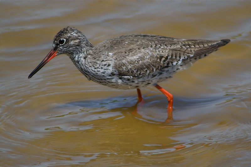 Gamba roja vulgar (Tringa totanus)