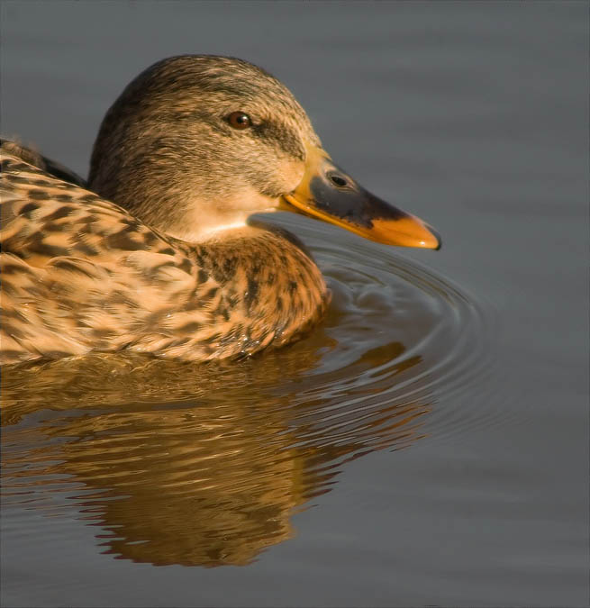 Femella d'Ànec collverd (Anas platyrhynchos)