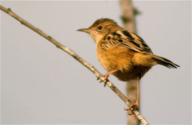 Trist (Cisticola juncidis)