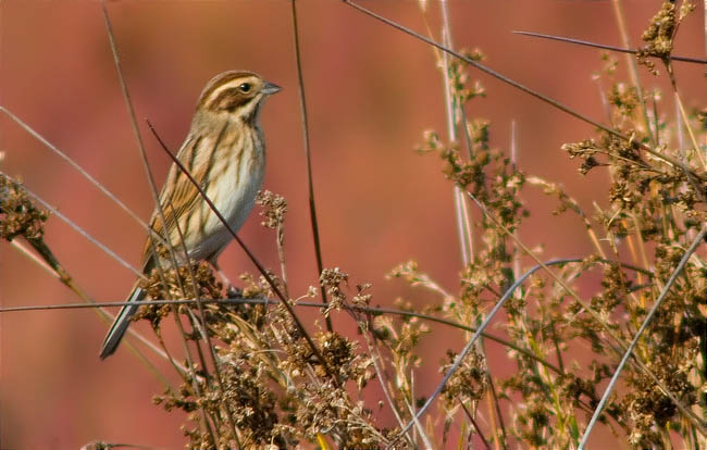 Repicatalons (Emberiza schoeniclus)