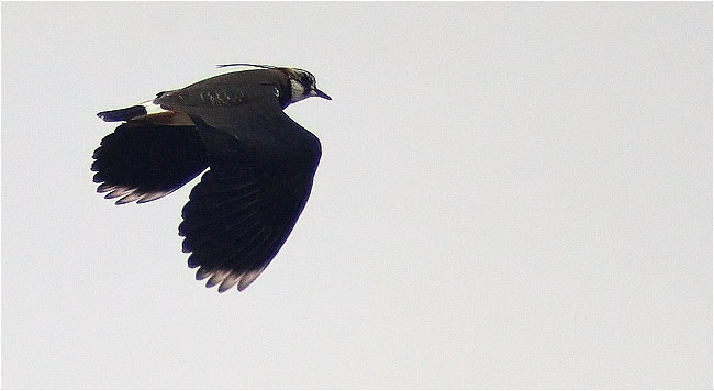 Fredeluga (Vanellus vanellus)