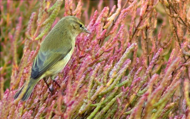 Mosquiter comú (Phylloscopus collybita)