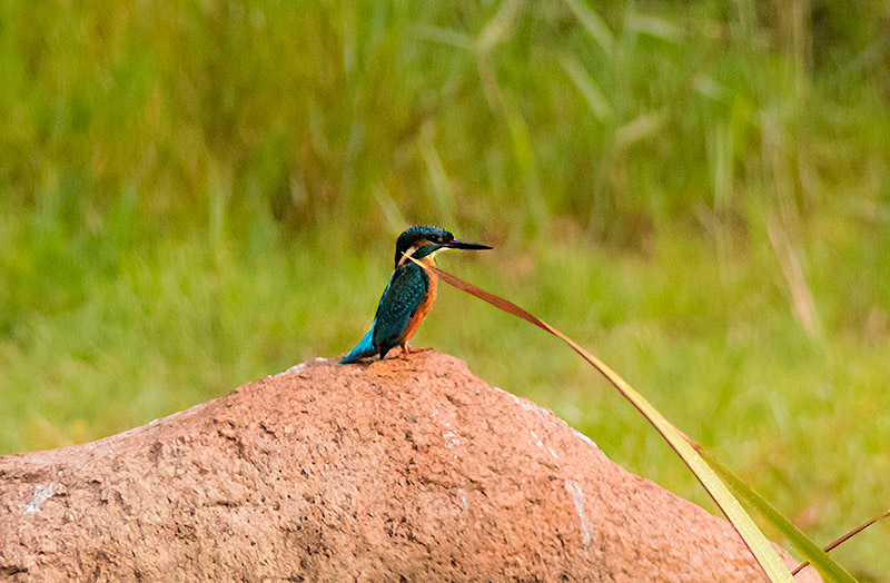 Blauet. Alcedo atthis.