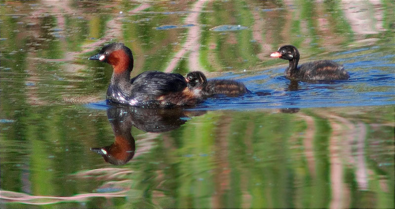 Família de Cabusset (Tachybaptus ruficollis)