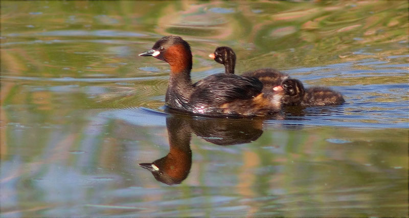 Família de Cabusset (Tachybaptus ruficollis)