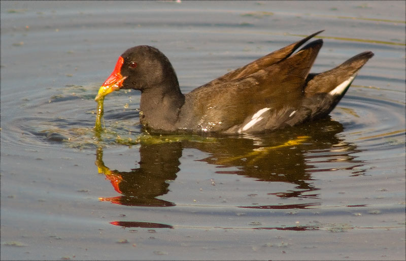 Polla d'aigua (Gallinula chloropus)